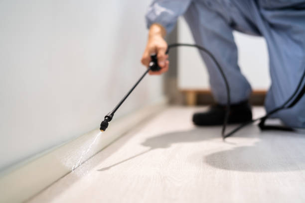 Licensed Wasp Removal service in West Yarmouth, MA - Show Me Pest Control